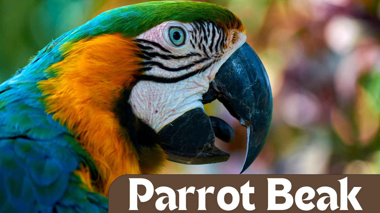 parrot beak