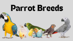 parrot breeds