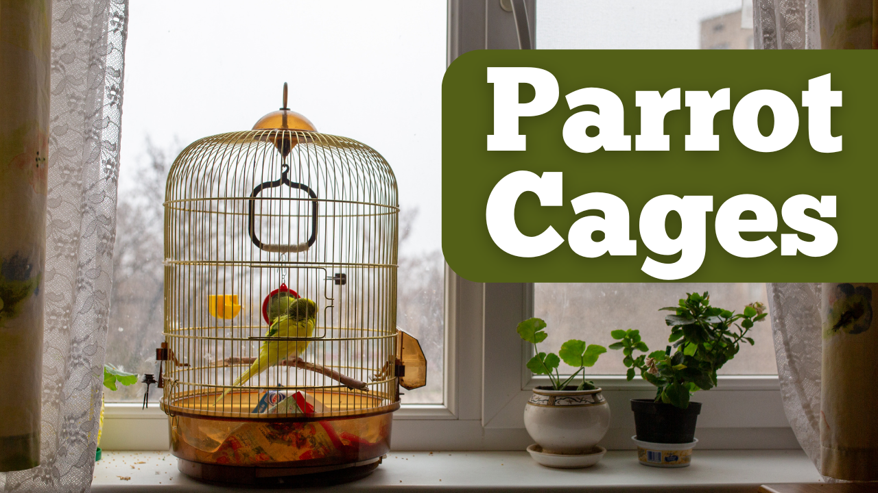 parrot cages