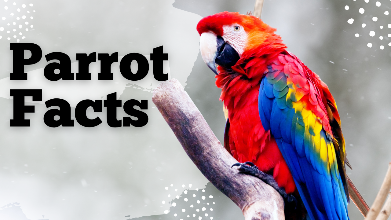 parrot facts