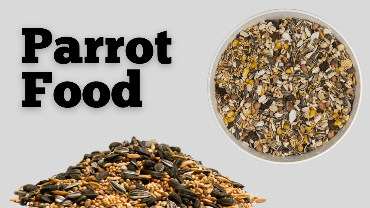 parrot food