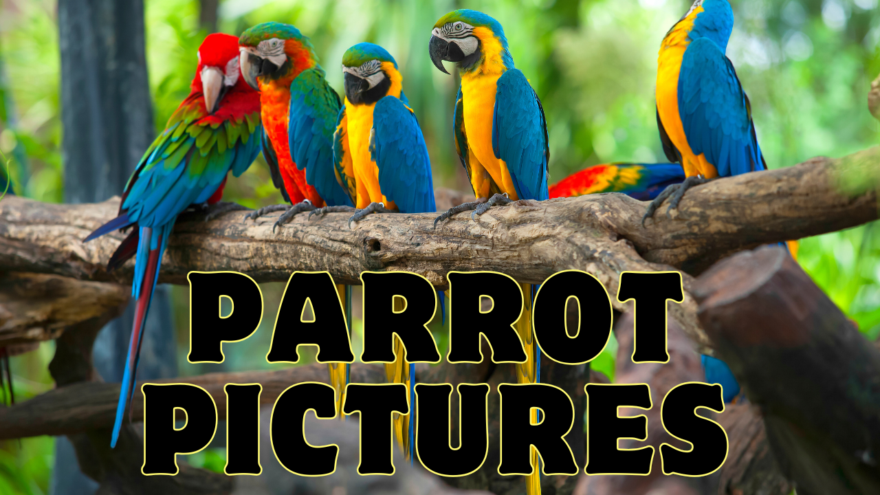 parrot pictures