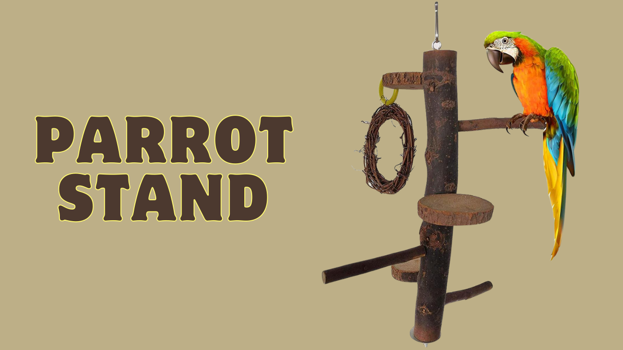 parrot stand