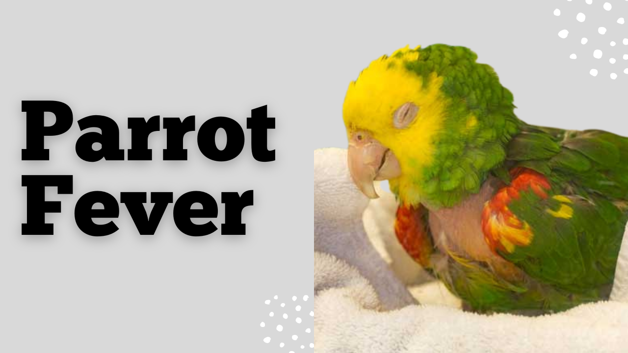 parrot toys (1)