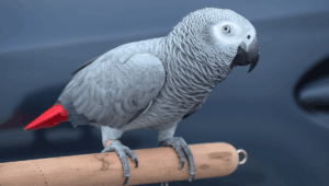 grey african parrot